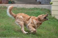Golden_Retriever-Texas_TLC_Goldens-1-10