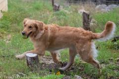 Golden_Retriever-Texas_TLC_Goldens-1-11