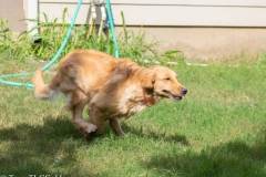 Golden_Retriever-Texas_TLC_Goldens-1-13