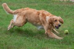 Golden_Retriever-Texas_TLC_Goldens-1-14