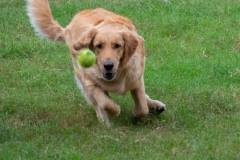 Golden_Retriever-Texas_TLC_Goldens-1-16