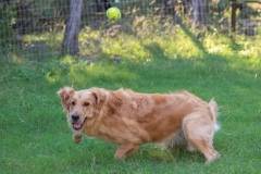 Golden_Retriever-Texas_TLC_Goldens-1-17