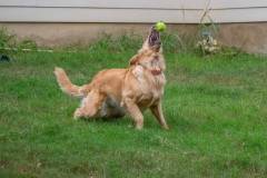Golden_Retriever-Texas_TLC_Goldens-1-18