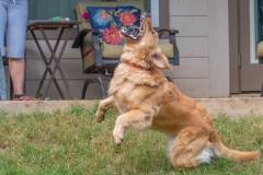 Golden_Retriever-Texas_TLC_Goldens-1-19