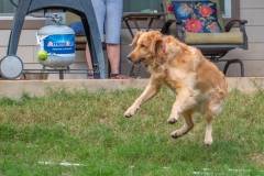 Golden_Retriever-Texas_TLC_Goldens-1-20 - Copy