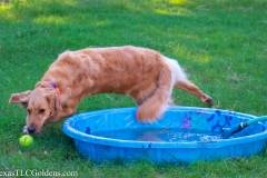Golden_Retriever-Texas_TLC_Goldens-1-20