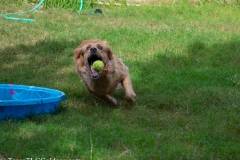 Golden_Retriever-Texas_TLC_Goldens-1-21