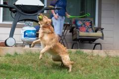Golden_Retriever-Texas_TLC_Goldens-1-22