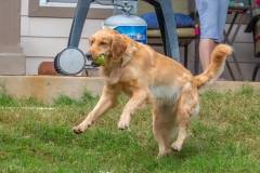 Golden_Retriever-Texas_TLC_Goldens-1-23