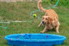 Golden_Retriever-Texas_TLC_Goldens-1-25