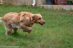 Golden_Retriever-Texas_TLC_Goldens-1-9
