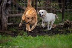 Golden_Retriever-Texas_TLC_Goldens-1