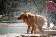 Harley-Golden-Retriever-Shake