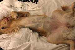 Harley-Golden_Retriever-sleeping