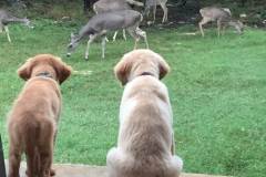 Harley-and-river-watching-deer