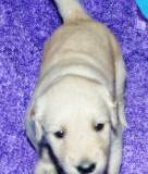 Harley-as-a-tiny-pup