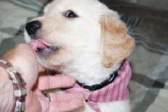 Harley-at-a-few-weeks-old