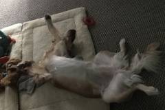 Harley-at-rest
