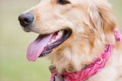 Harley-profile1-Texas_TLC_Goldens-edited