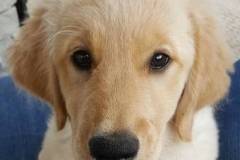 Harley-puppy-golden-retriever
