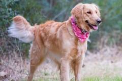Harley-standing1-Texas_TLC_Goldens-edited-WM