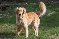 Harley_Quinn-Golden_Retriever-2