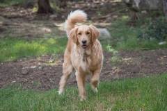 Harley_Quinn-Golden_Retriever-4