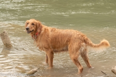 Harley at 3.5 years old, just before second litter