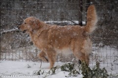 TXTLC-snow_day_Golden_Retriever-2021-02-18-1-Small
