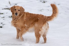 TXTLC-snow_day_Golden_Retriever-2021-02-18-19-Small