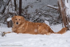 TXTLC-snow_day_Golden_Retriever-2021-02-18-22-Small