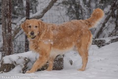 TXTLC-snow_day_Golden_Retriever-2021-02-18-23-Small