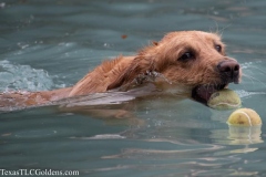 TexasT-LC-Golden-Retrievers-fun-1-102-749x499-1