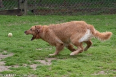 TexasT-LC-Golden-Retrievers-fun-1-138-624x416-1