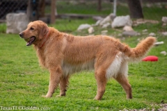 TexasT-LC-Golden-Retrievers-fun-1-150-983x655-1