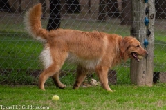 TexasT-LC-Golden-Retrievers-fun-1-154-605x403-1