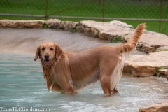TexasT-LC-Golden-Retrievers-fun-1-78-964x642-1