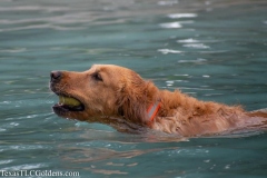 TexasT-LC-Golden-Retrievers-fun-1-85-850x567-1