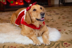 Harley - 12/2019