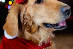 Harley - 12/2019
