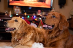 Harley and Dexter - 12/2019