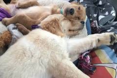 harley-River-on-the-first-ride-home