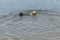 harley-and-Axel-swimming-in-trinity-river-e1523474360223