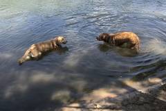 harley-and-rivber-cooling-off-on-hot-day-e1523474336981