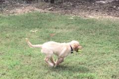 harley-fetching-ball-at-4-months