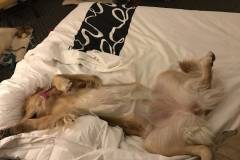 harley-in-hotel-after-8-hours-riding