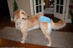 txtlcgoldens.com-Golden_Retriever-78163-Texas-1-4