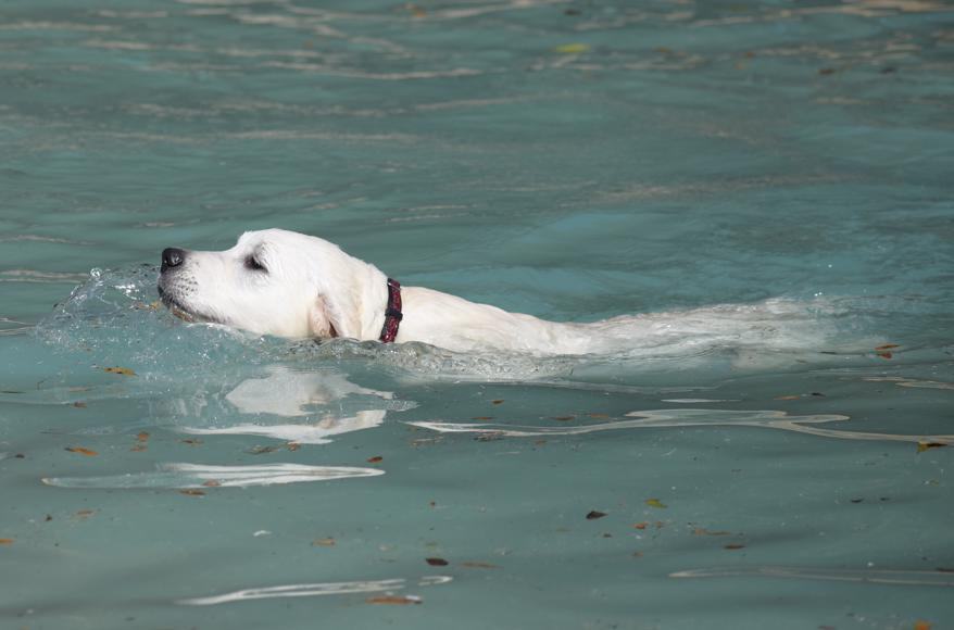DSC_0181-cropped-878x580