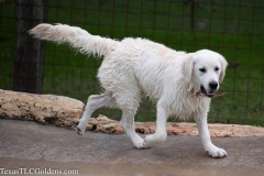 1_TexasT-LC-Golden-Retrievers-fun-1-38-964x642-1
