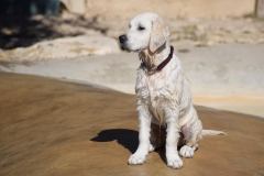 DSC_0197-cropped-945x630